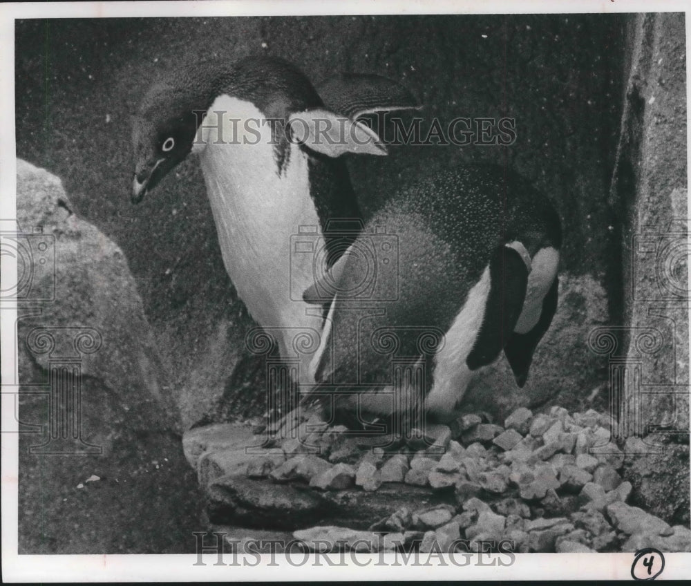 1966 Press Photo Penguins sit on their eggs at Milwaukee Zoo, Wisconsin