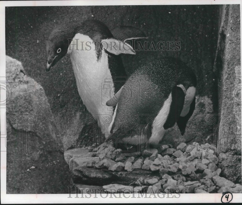 Load image into Gallery viewer, 1966 Press Photo Penguins sit on their eggs at Milwaukee Zoo, Wisconsin
