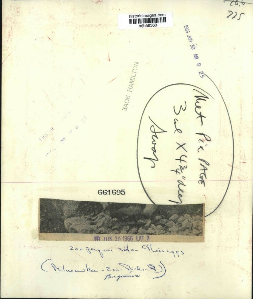 1966 Press Photo Penguins sit on their eggs at Milwaukee Zoo, Wisconsin