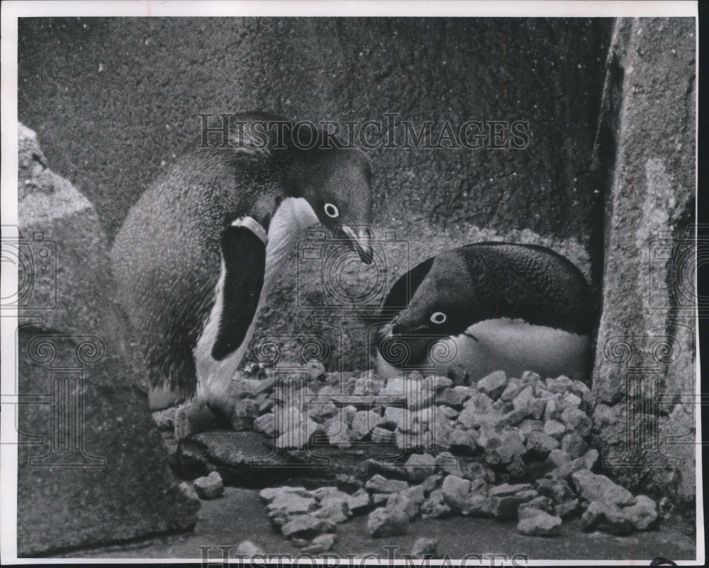 1966 Press Photo Penguins sit on nest at Milwaukee, Wisconsin Zoo - mjb58361