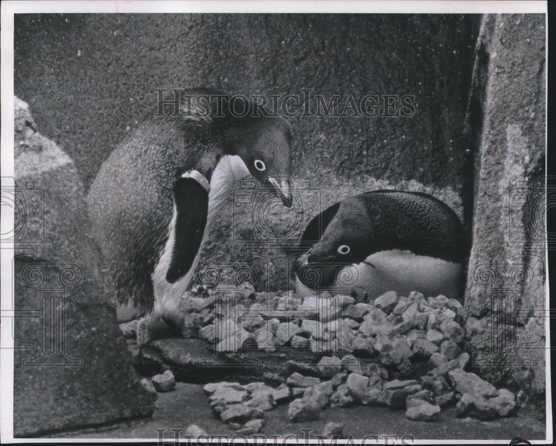 Load image into Gallery viewer, 1966 Press Photo Penguins sit on nest at Milwaukee, Wisconsin Zoo - mjb58361

