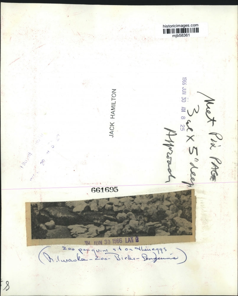 1966 Press Photo Penguins sit on nest at Milwaukee, Wisconsin Zoo - mjb58361