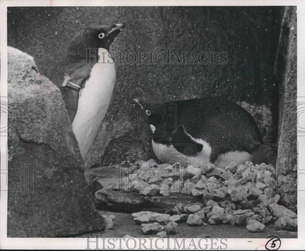 1966 Press Photo Penguins Joe and Vivian with first egg laid in zoo, Milwaukee