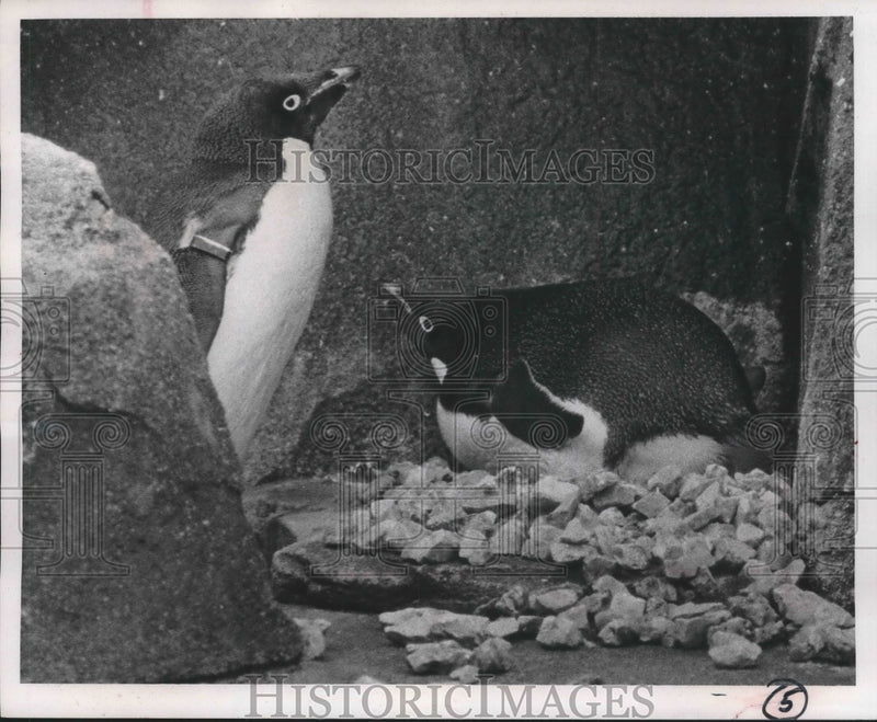 Load image into Gallery viewer, 1966 Press Photo Penguins Joe and Vivian with first egg laid in zoo, Milwaukee
