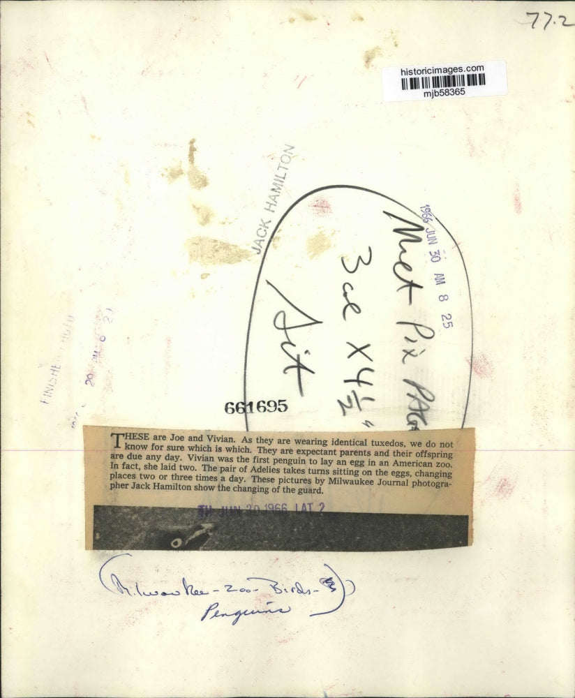 1966 Press Photo Penguins Joe and Vivian with first egg laid in zoo, Milwaukee