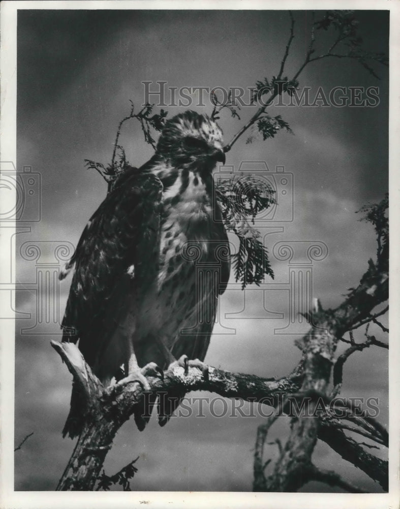 1972 Press Photo Redtailed hawk in Peshtigo River near Crandon- Historic Images