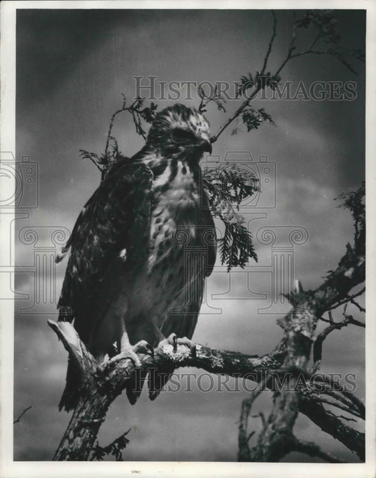 1972 Press Photo Redtailed hawk in Peshtigo River near Crandon- Historic Images