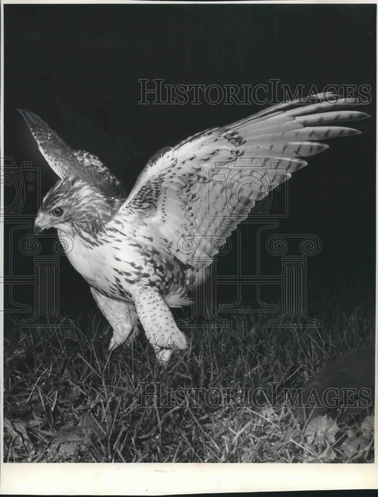 1962 Press Photo Red tailed hawk at Madison&#39;s Vilas park zoo- Historic Images