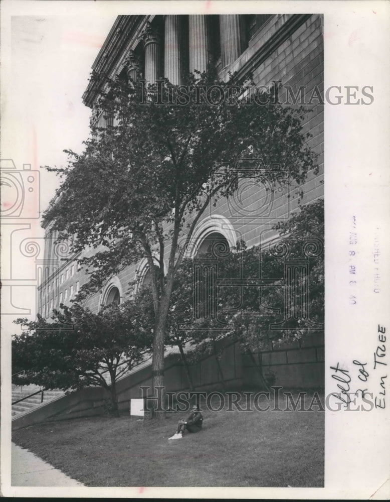 1964 Press Photo Lamont Crump Rests Under Milwaukee Courthouse Washington Elm