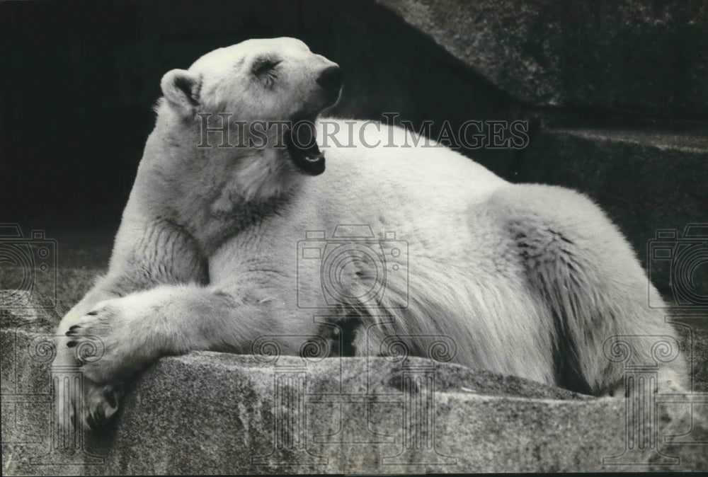 1979 Press Photo Polar bear at Milwaukee County Zoo- Historic Images