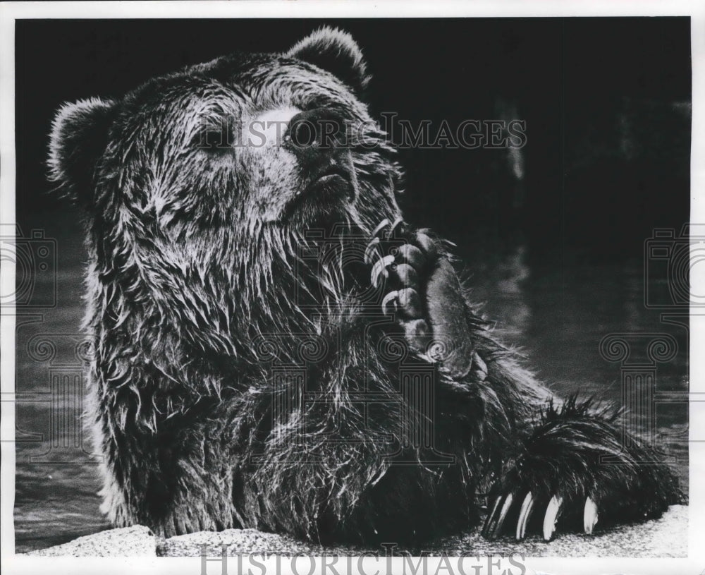 1971 Press Photo Milwaukee County Zoo bear begs for treats - mjb59195