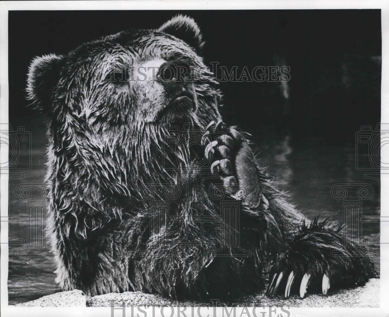 Load image into Gallery viewer, 1971 Press Photo Milwaukee County Zoo bear begs for treats - mjb59195
