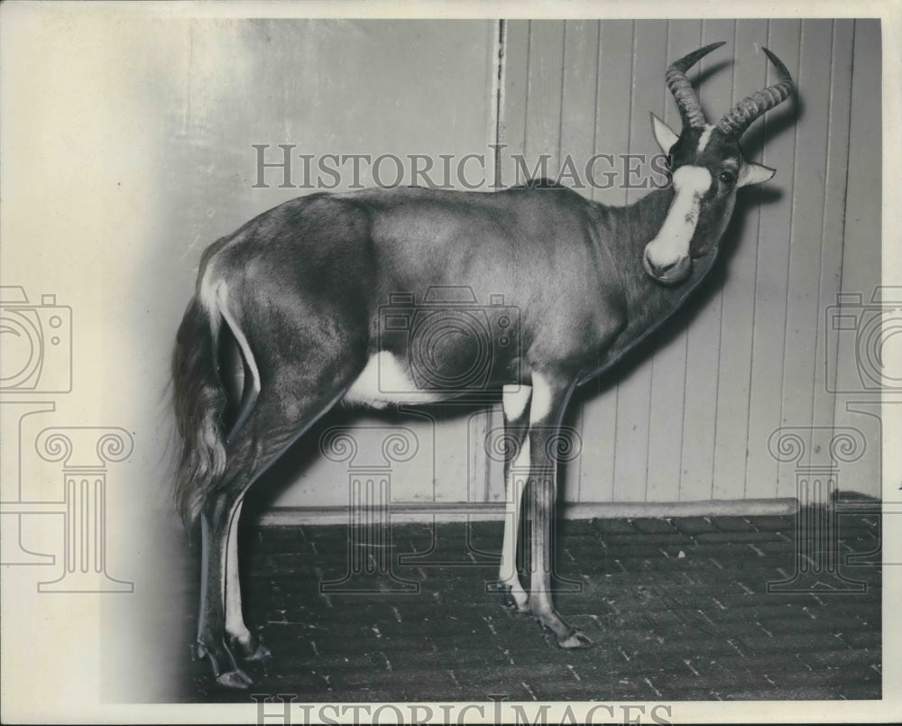 1938 Press Photo Washington Park Zoo gray brown antelope bought for $350.00.- Historic Images