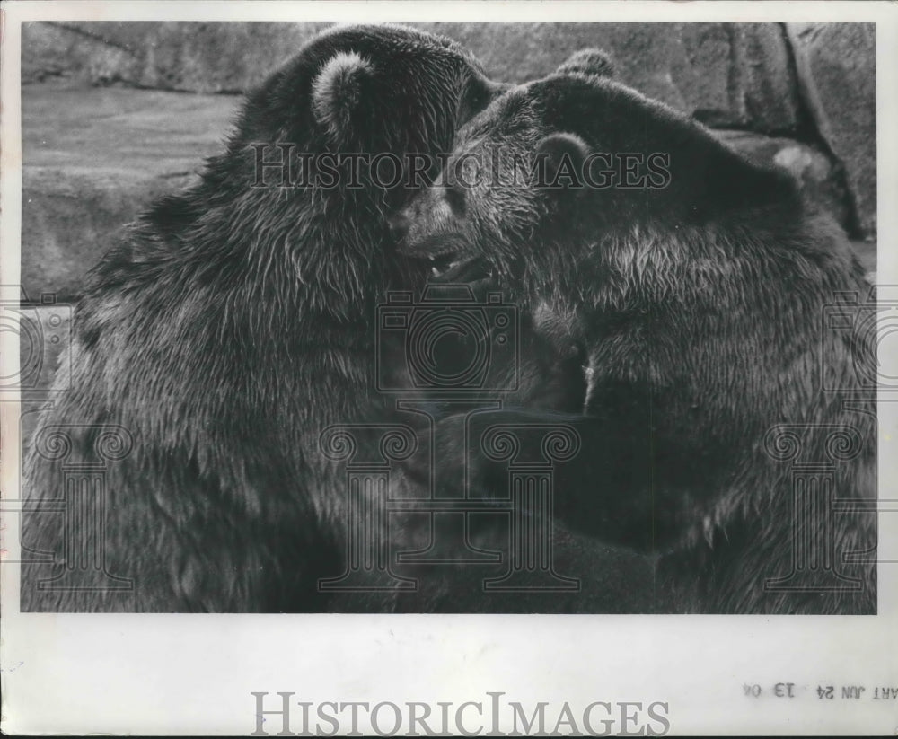 1968 Press Photo Bears Wrestling at the Milwaukee County Zoo. - mjb59409