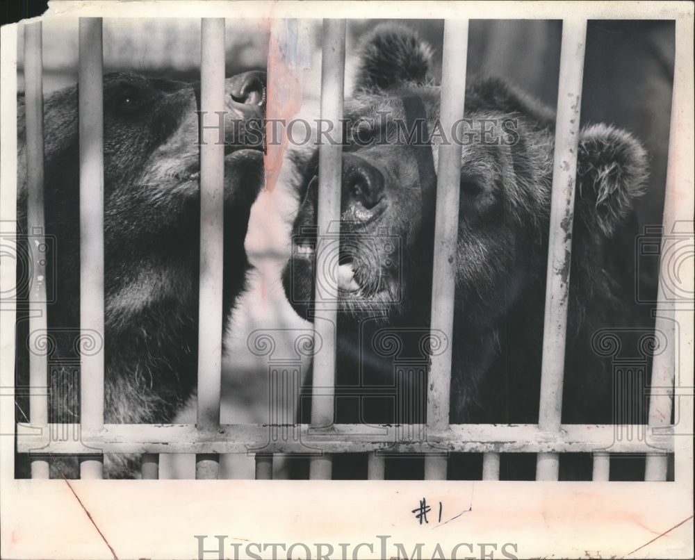 1967 Press Photo Two bears behind bars Milwaukee County Zoo- Historic Images