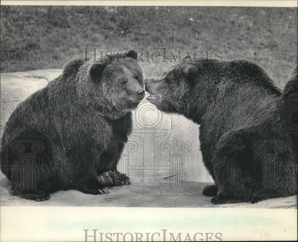 1984 Press Photo Pair of grizzly bears at the Milwaukee zoo.- Historic Images