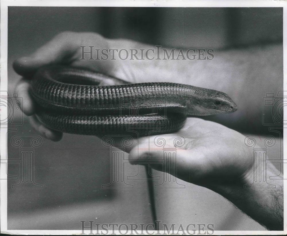 1969 Press Photo European Glass Lizard from the Reptile House, Milwaukee Zoo