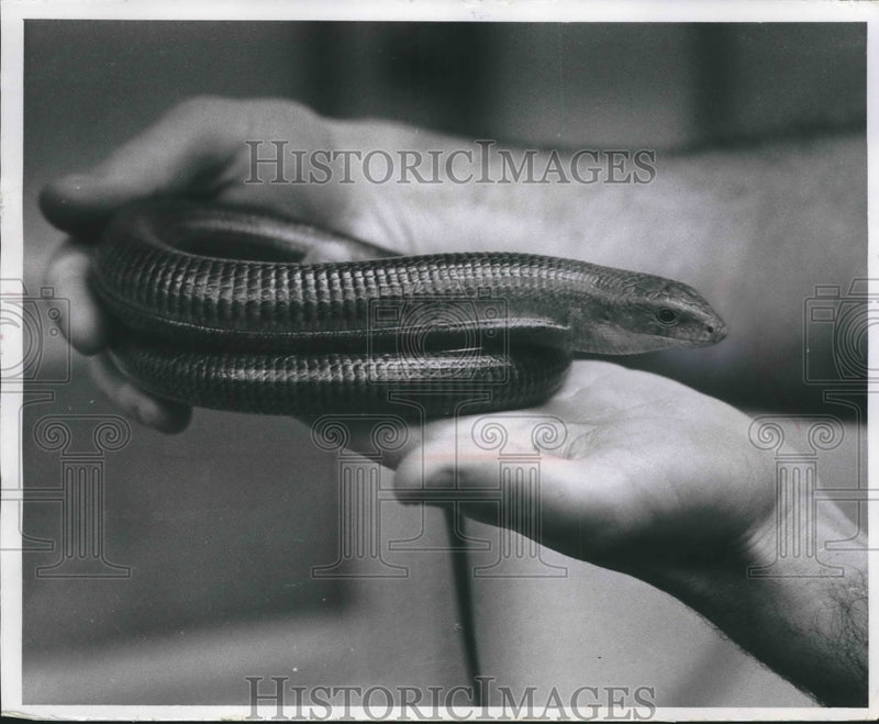 Load image into Gallery viewer, 1969 Press Photo European Glass Lizard from the Reptile House, Milwaukee Zoo
