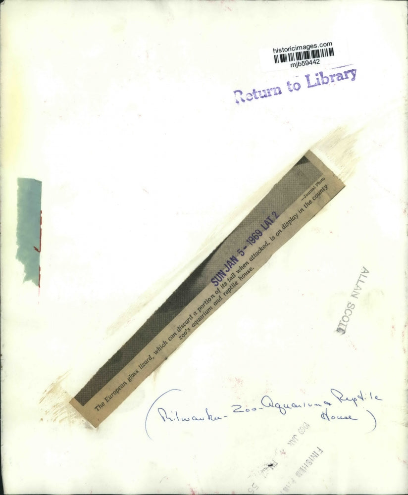 1969 Press Photo European Glass Lizard from the Reptile House, Milwaukee Zoo