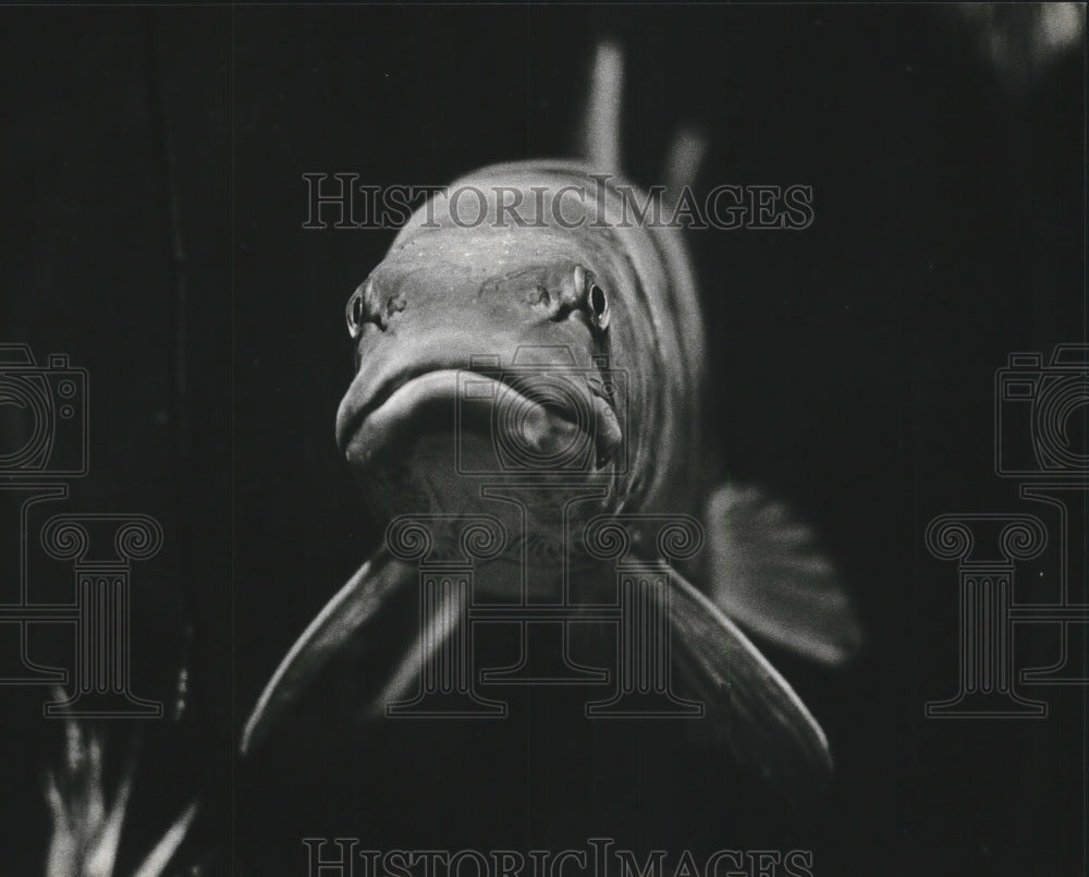 1980 Press Photo Muskie eyes camera at Milwaukee County Zoo's Lake Wisconsin