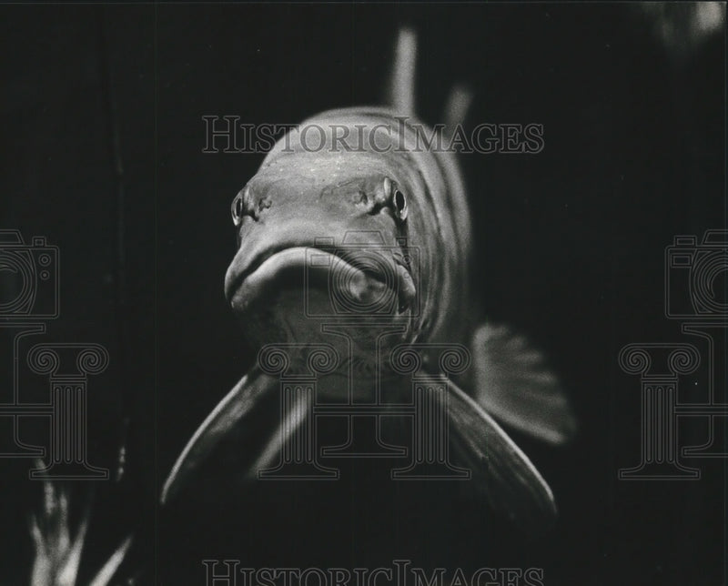 Load image into Gallery viewer, 1980 Press Photo Muskie eyes camera at Milwaukee County Zoo's Lake Wisconsin
