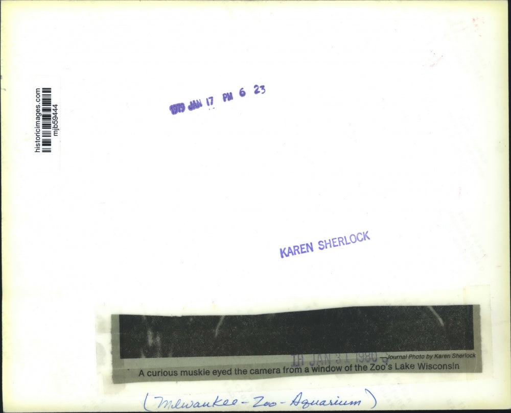 1980 Press Photo Muskie eyes camera at Milwaukee County Zoo's Lake Wisconsin