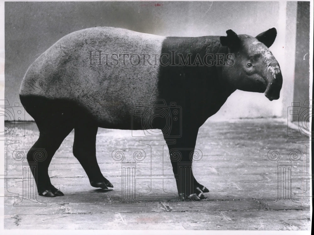 1962 Press Photo Milwaukee County Zoo new arrival, a female Malayan tapir- Historic Images