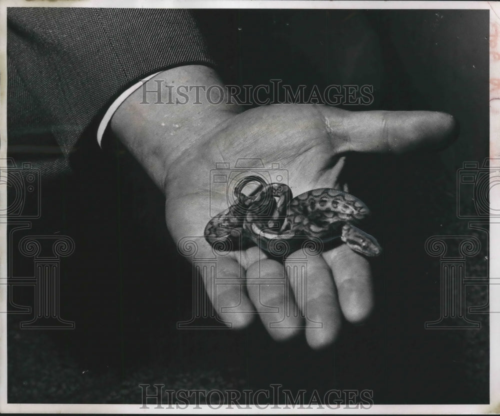 1955 Press Photo Director George Speidel holds a baby Boa Constrictor Milwaukee.