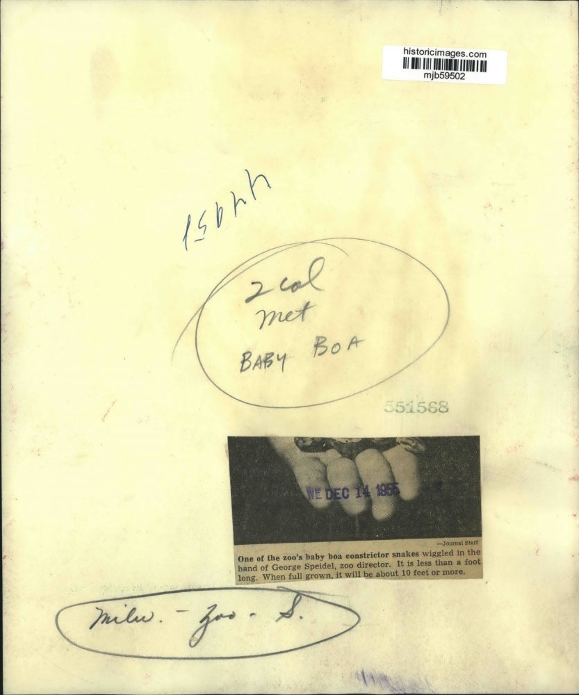 1955 Press Photo Director George Speidel holds a baby Boa Constrictor Milwaukee.