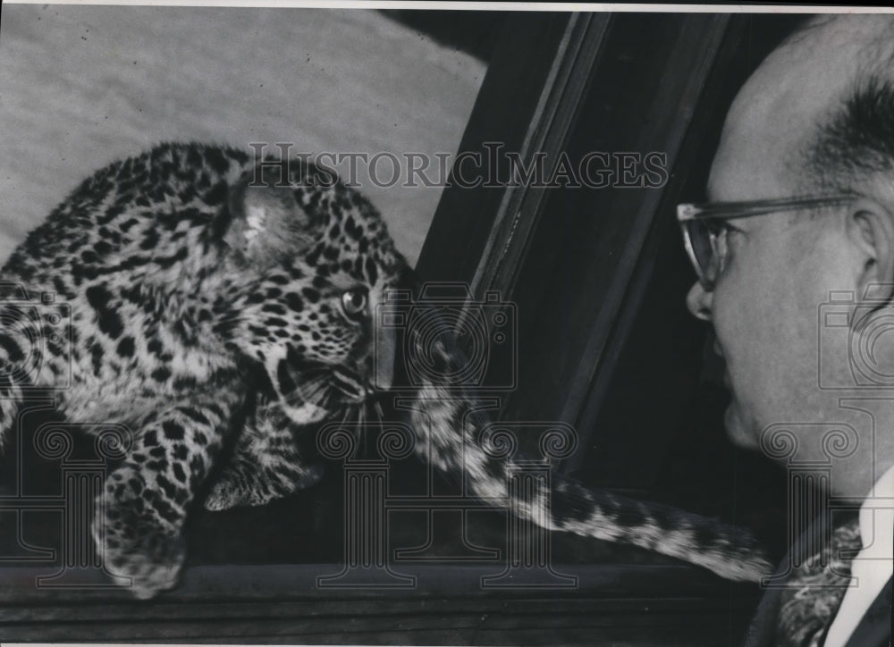 1953 Press Photo Young leopard abandoned by mother after birth at Wash. park zoo- Historic Images