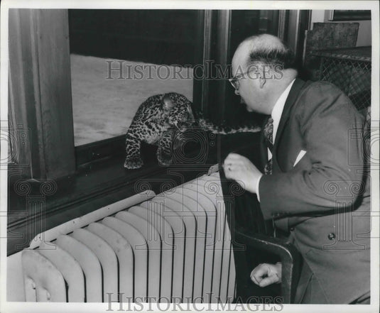 1968 Press Photo Leopard cub at Milwaukee County Zoo - mjb59528- Historic Images
