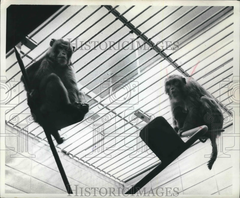 Load image into Gallery viewer, 1964 Press Photo Old Joe and friend, Rhesus Monkeys at the Zoo, Milwaukee.
