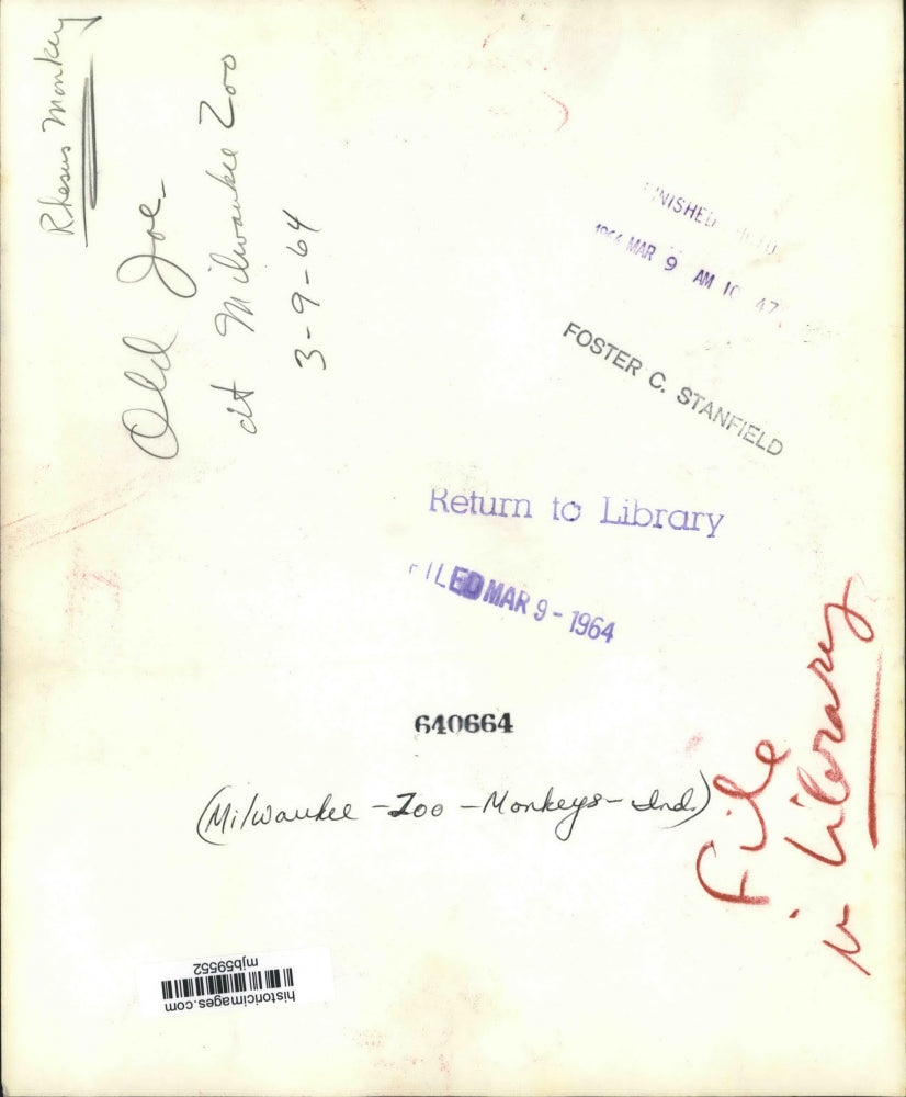 1964 Press Photo Old Joe and friend, Rhesus Monkeys at the Zoo, Milwaukee.