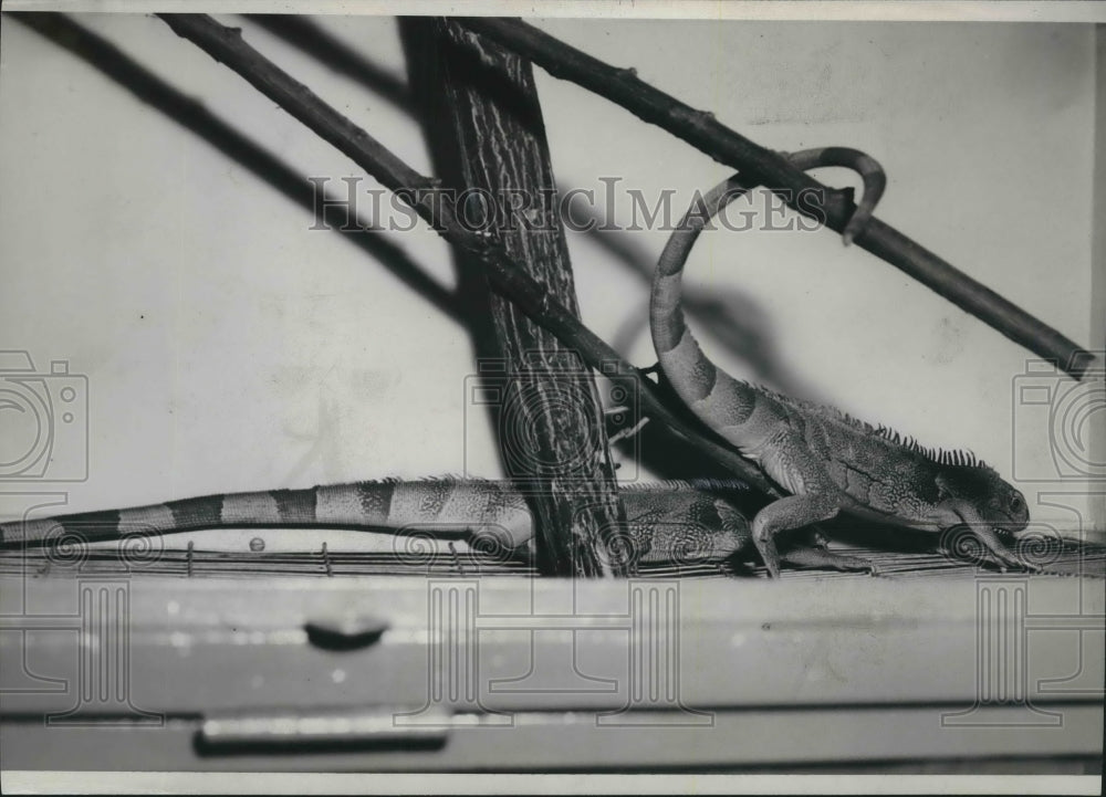 1945 Press Photo Giant Lizards from Panama at Washington Park Zoo- Historic Images