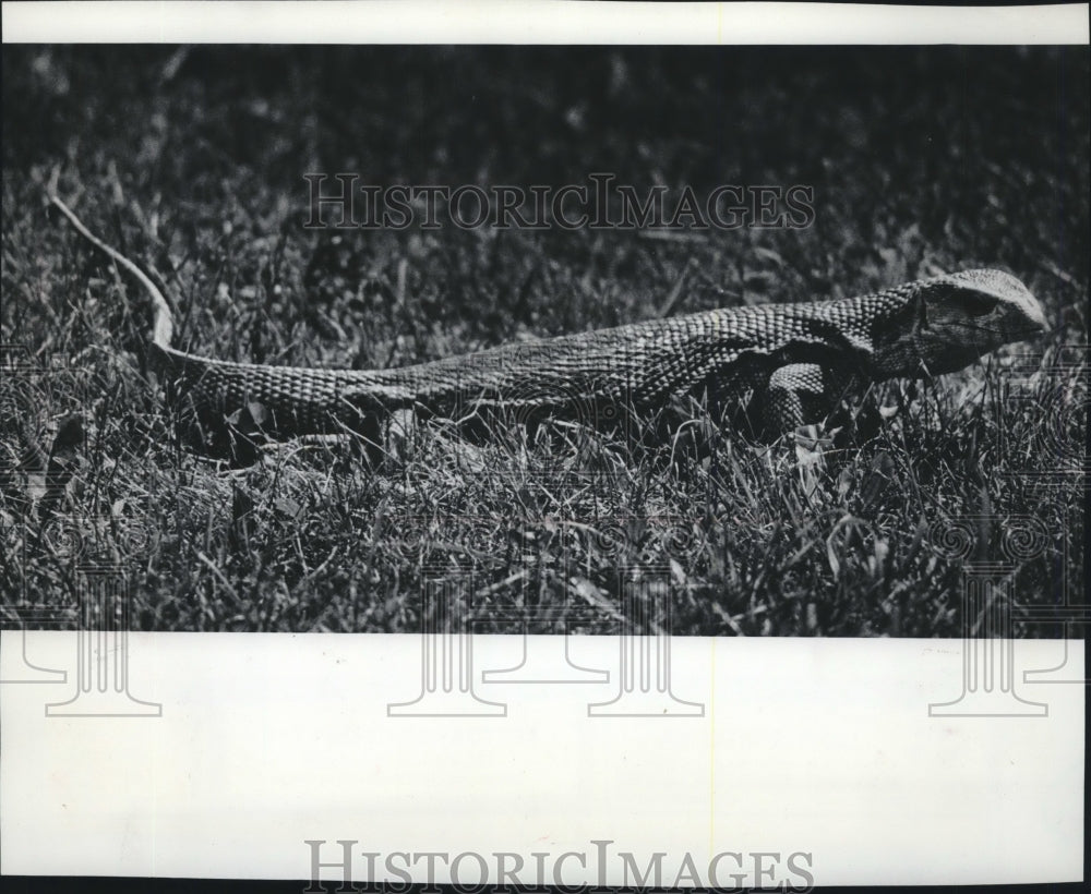 1978 Press Photo Paul Monitor and his mighty tail at Milwaukee Zoo- Historic Images