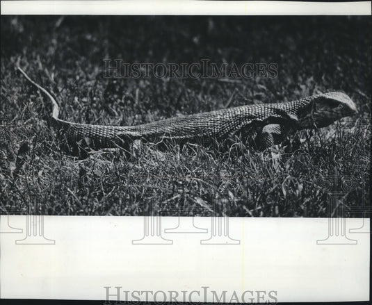 1978 Press Photo Paul Monitor and his mighty tail at Milwaukee Zoo- Historic Images