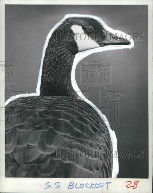 1972 Press Photo Milwaukee Zoo's Canadian Goose - mjb59915- Historic Images