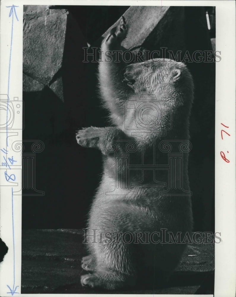 Load image into Gallery viewer, 1973 Press Photo Milwaukee Zoo Polar bear begs for food while waiting on dinner
