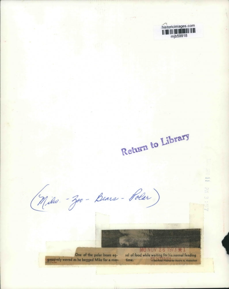 1973 Press Photo Milwaukee Zoo Polar bear begs for food while waiting on dinner