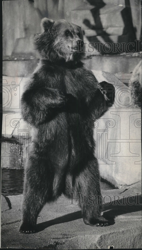 1963 Press Photo Curious Alaskan brown bear at Milwaukee zoo - mjb59946