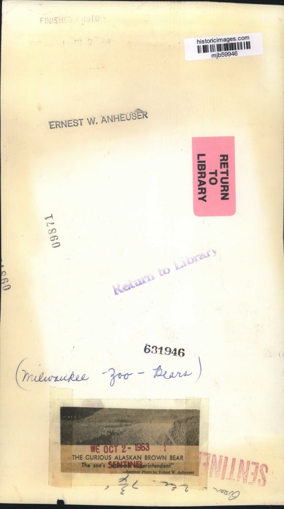 1963 Press Photo Curious Alaskan brown bear at Milwaukee zoo - mjb59946