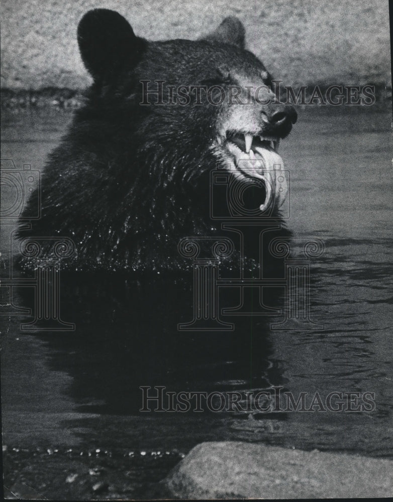 Load image into Gallery viewer, 1973 Press Photo Black Bear escapes heat in pool at Milwaukee County Zoo
