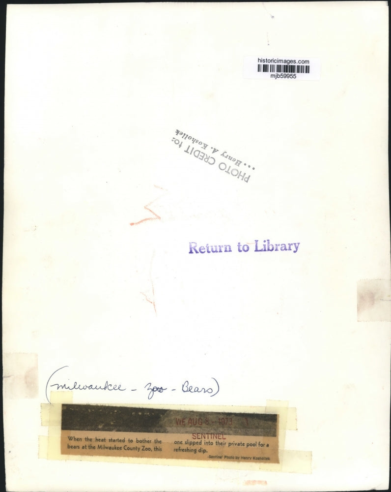 1973 Press Photo Black Bear escapes heat in pool at Milwaukee County Zoo