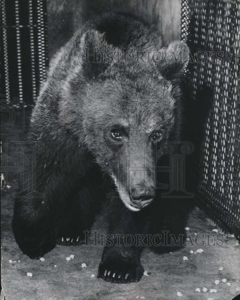 1962 Press Photo Bear cub was donated by Yellowstone National Park to Milwaukee- Historic Images