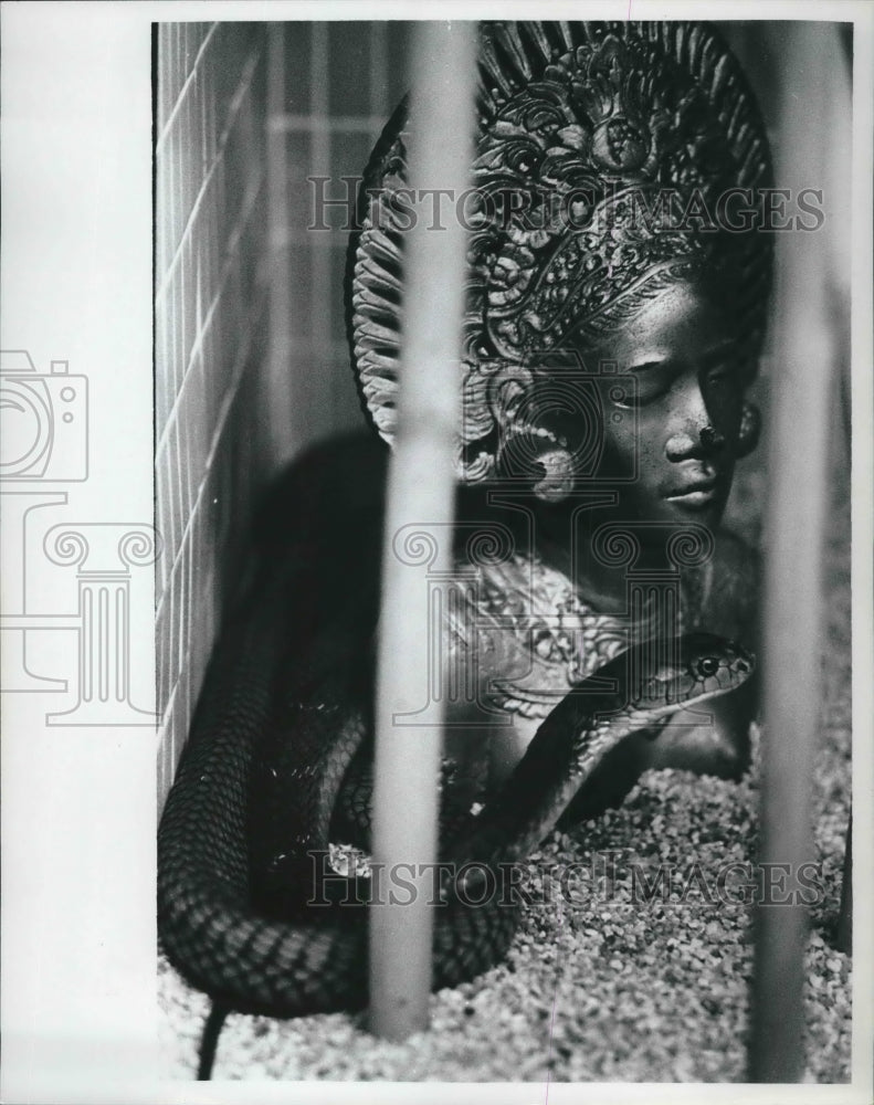 1968 Press Photo A Cobra in it's display pen at Milwaukee County Zoo - mjb59962