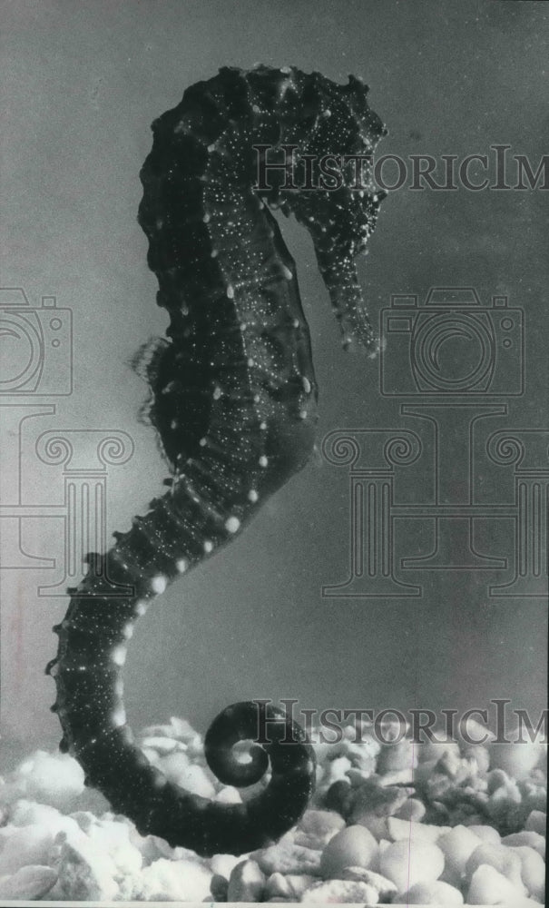 1977 Press Photo Male Sea Horse in Milwaukee Zoo Reptile House - mjb59974