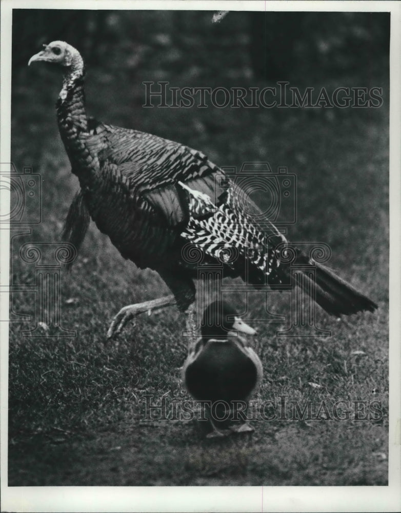 Load image into Gallery viewer, 1975 Press Photo A wild turkey and a mallard duck at the county zoo, Milwaukee.
