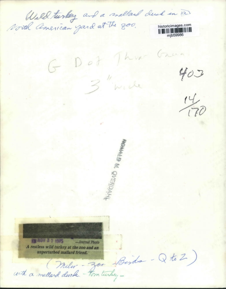 1975 Press Photo A wild turkey and a mallard duck at the county zoo, Milwaukee.