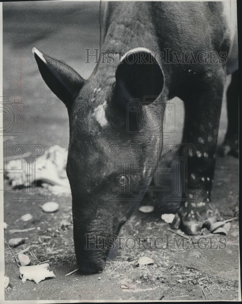 Load image into Gallery viewer, 1962 Press Photo Malayan tapir with long snout at the county zoo, Milwaukee.
