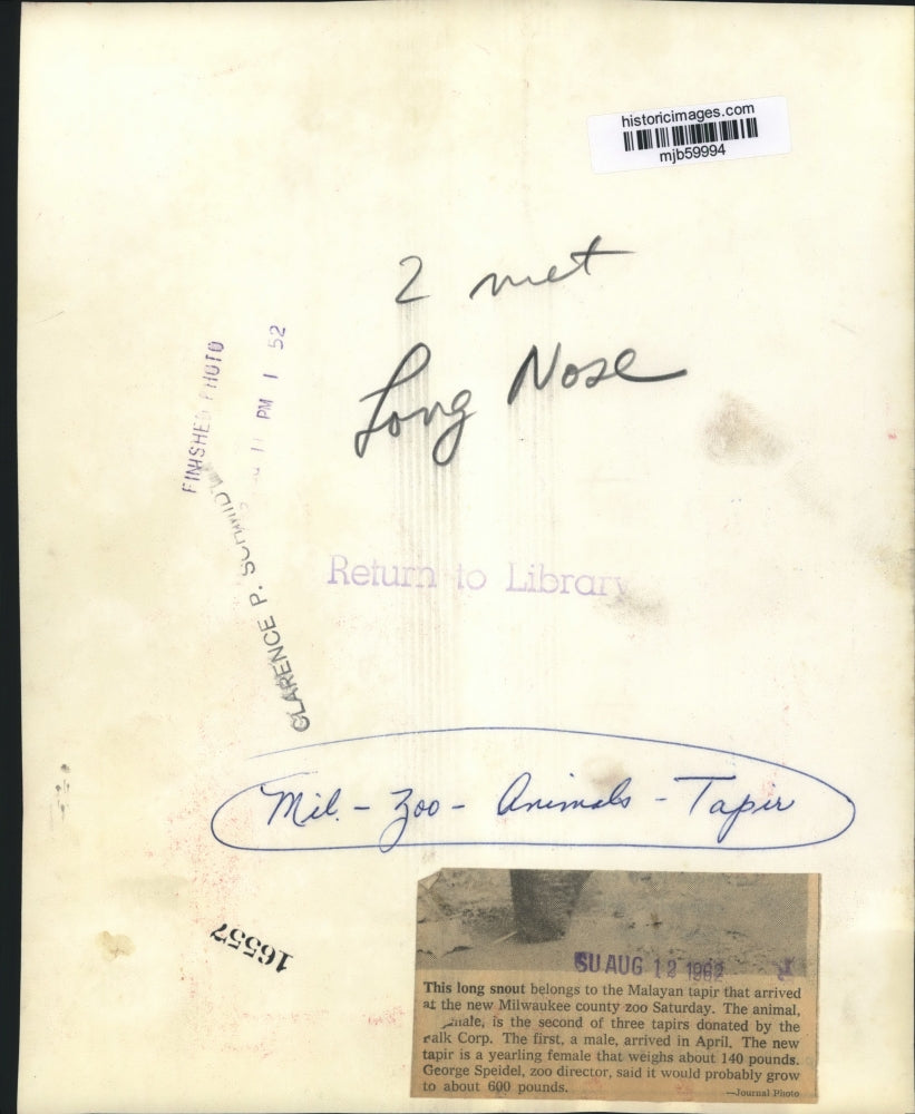 1962 Press Photo Malayan tapir with long snout at the county zoo, Milwaukee.